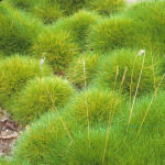 Festuca gautieri 'Pic Carlit’ 